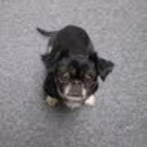 Meet your Posher, Billie